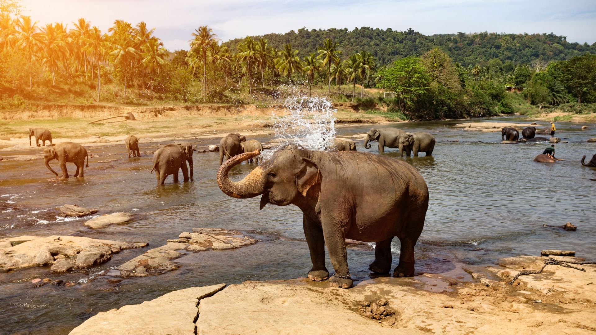 Pinnawala elephant orphanage and river bathing
