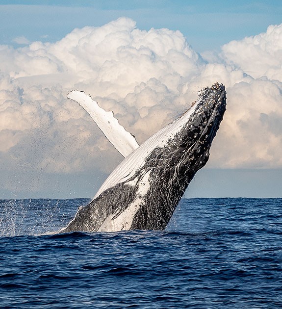 Blue whale watching boat tour in Trincomalee Sri Lanka